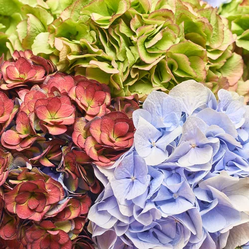 Product image Bouquet of 9 Hydrangeas Mix Magic, packaging: Gradiens light blue, vendor code: 3615