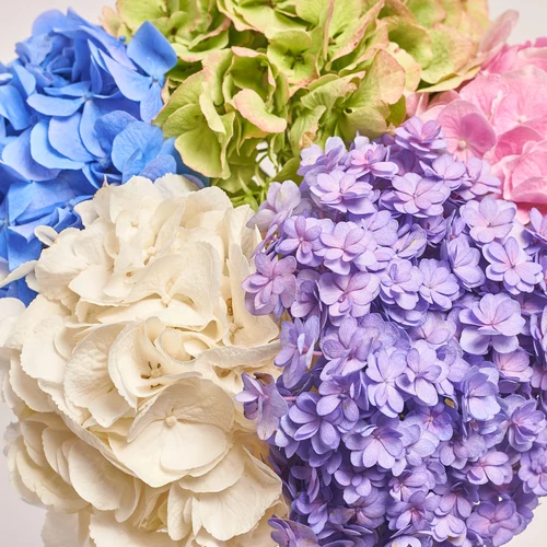 Product image Bouquet of 5 Hydrangeas Bloom, packaging: Gradiens light blue, vendor code: 3618