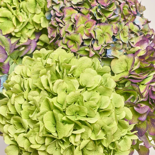 Product image Bouquet of 5 Hydrangeas Garden, packaging: Newspaper, vendor code: 3619