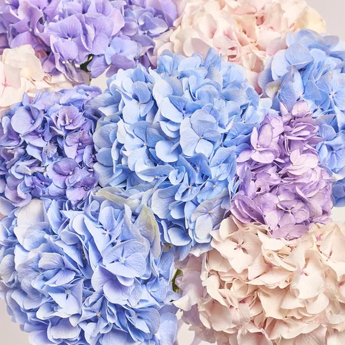 Product image Bouquet of 9 Hydrangeas Mix Elegant, packaging: White, vendor code: 3620