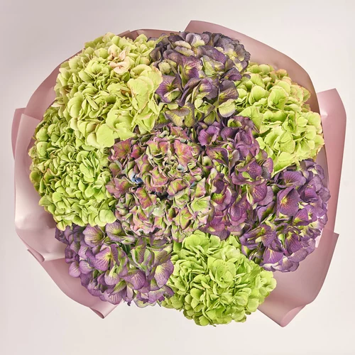 Product image Bouquet of 9 Hydrangeas Mix Garden, packaging: Gradiens tiffany, vendor code: 3621