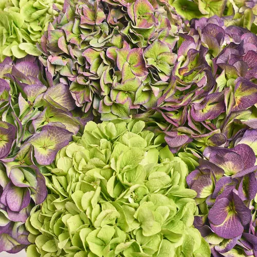 Product image Bouquet of 9 Hydrangeas Mix Garden, packaging: Gradiens tiffany, vendor code: 3621