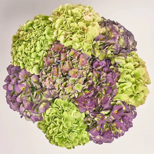 Product image Bouquet of 9 Hydrangeas Mix Garden, packaging: Gradiens tiffany, vendor code: 3621
