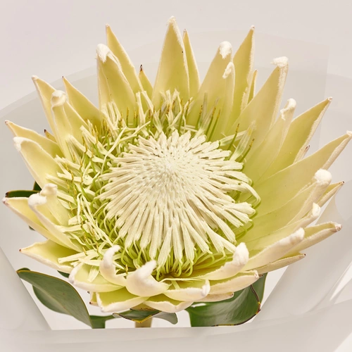 Product image Bouquet of 1 White Protea, packaging: Transparent, vendor code: 3622