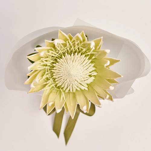 Product image Bouquet of 1 White Protea, packaging: Transparent, vendor code: 3622