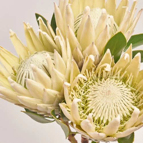 Product image Bouquet of 3 White Proteas, packaging: 
Graphite, vendor code: 3623