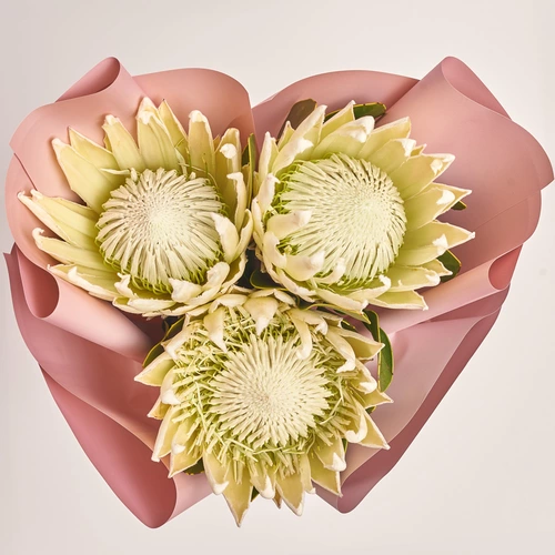 Product image Bouquet of 3 White Proteas, packaging: Gradiens pink, vendor code: 3623
