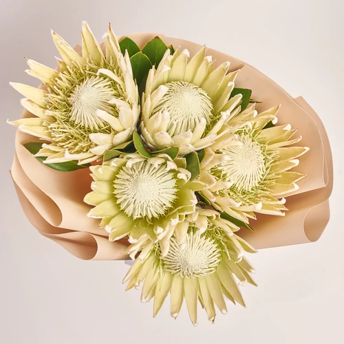 Product image Bouquet of 5 White Proteas, packaging: Kafin cream, vendor code: 3624
