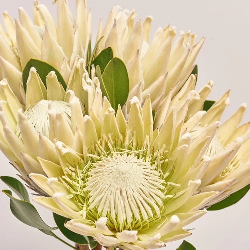 Product image Bouquet of 5 White Proteas, packaging: Kafin cream, vendor code: 3624