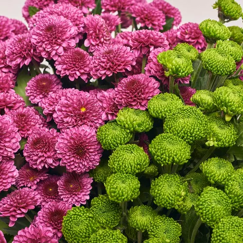 Product image Bouquet of 25 Chrysanthemums Duo, packaging: Kafin rust, vendor code: 3625