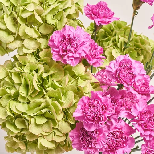 Product image Bouquet Duo with Hydrangeas and Carnations, packaging: Kafin cream, vendor code: 3633