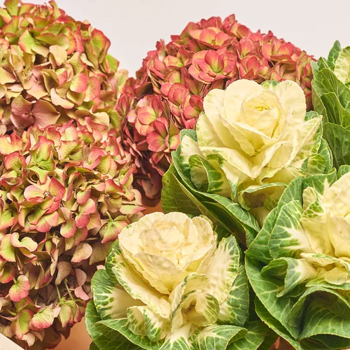 Изображение товара Букет Дуо с Гортензий и Брассики, упаковка: Каффин кремовый, артикул: 3641