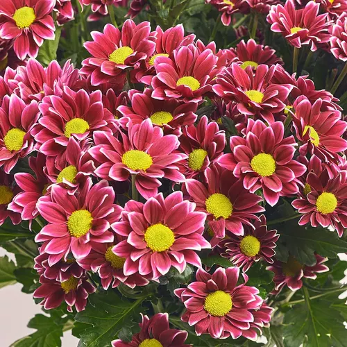 Product image Bouquet of 25 Two-color Chrysanthemums, packaging: White, vendor code: 3643