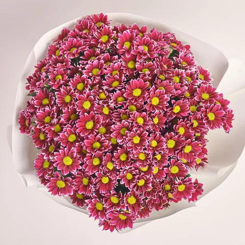 Product image Bouquet of 25 Two-color Chrysanthemums, packaging: White, vendor code: 3643