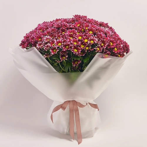 Product image Bouquet of 51 Two-color Chrysanthemums, packaging: Transparent, vendor code: 3644