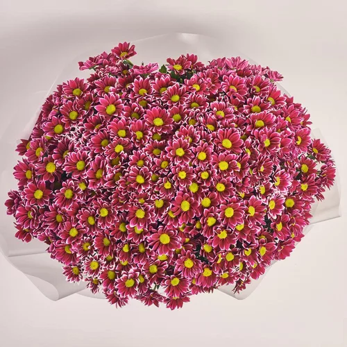 Product image Bouquet of 51 Two-color Chrysanthemums, packaging: Transparent, vendor code: 3644