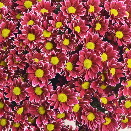 Product image Bouquet of 51 Two-color Chrysanthemums, packaging: Transparent, vendor code: 3644