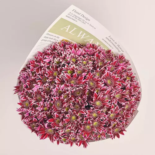 Product image Bouquet of 25 Purple and White Chrysanthemums, packaging: Newspaper, vendor code: 3645