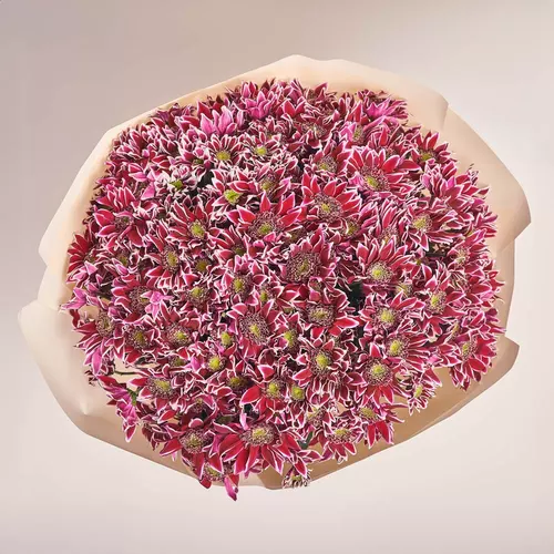 Product image Bouquet of 25 Purple and White Chrysanthemums, packaging: Peach, vendor code: 3645
