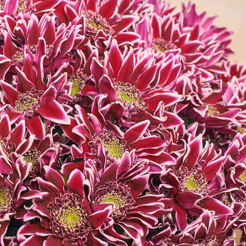 Product image Bouquet of 25 Purple and White Chrysanthemums, packaging: Newspaper, vendor code: 3645