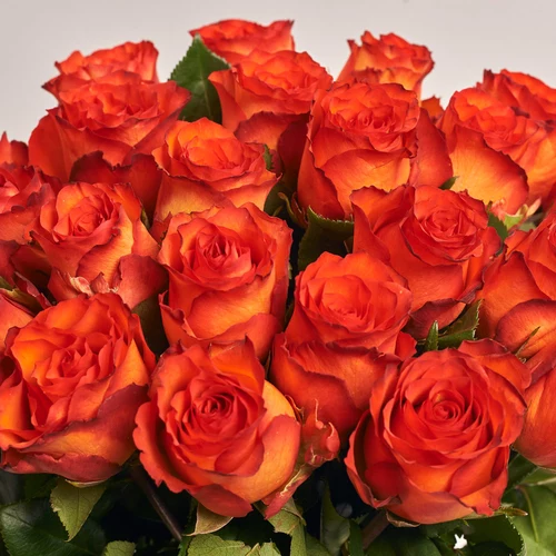 Product image Bouquet of 25 orange Meteor Roses, packaging: Green, vendor code: 3652