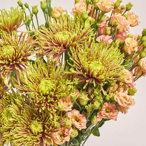 Product image Duo bouquet of Сhrysanthemum and Еustoma, packaging: Kafin cream, vendor code: 3653