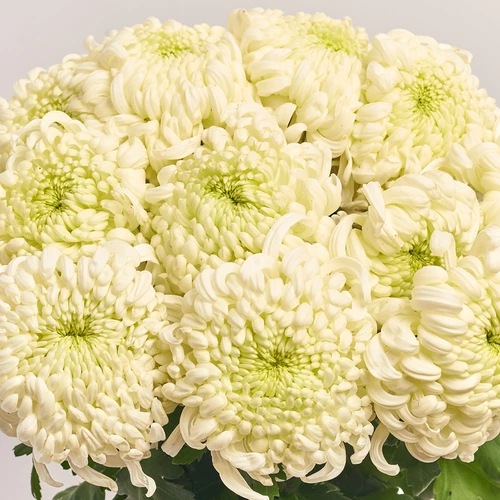 Product image Bouquet of 11 сream Single Chrysanthemums, packaging: 
Graphite, vendor code: 3656