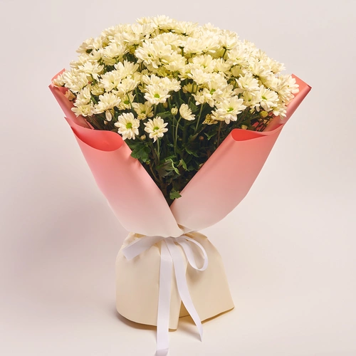 Product image Bouquet of 25 cream Сhrysanthemums, packaging: Gradiens pink, vendor code: 3657