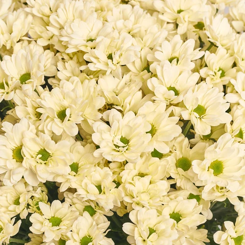 Product image Bouquet of 25 cream Сhrysanthemums, packaging: Newspaper, vendor code: 3657