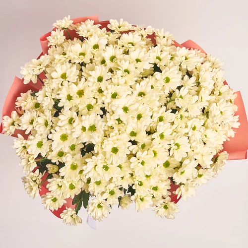 Product image Bouquet of 25 cream Сhrysanthemums, packaging: Gradiens pink, vendor code: 3657