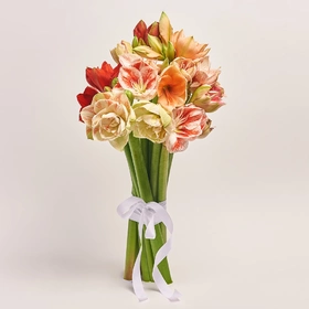 Bouquet of 11 Amaryllis mix