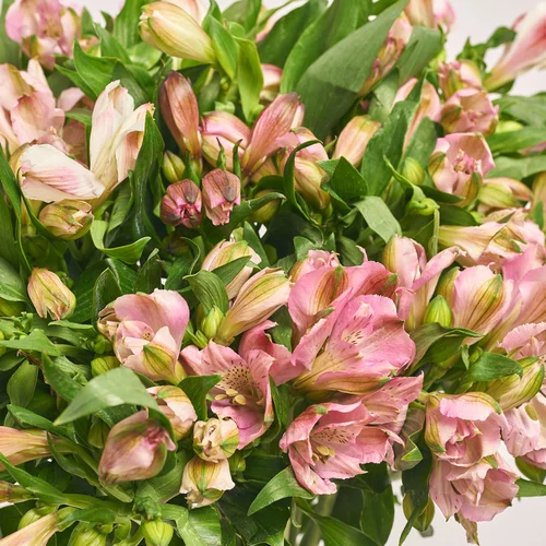 Product image Bouquet of 25 pink Alstroemerias, packaging: White, vendor code: 3659