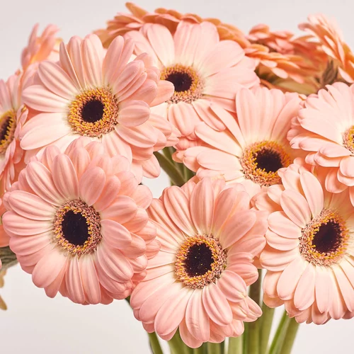Product image Bouquet of 25 light pink Gerberas, packaging: Kafin rust, vendor code: 3660