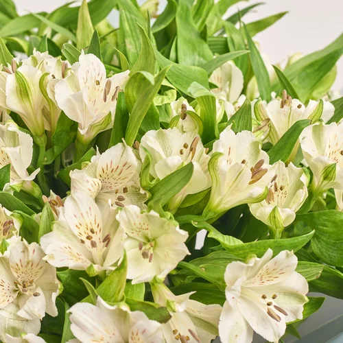 Product image Bouquet of 25 white Alstroemerias, packaging: Peach, vendor code: 3661