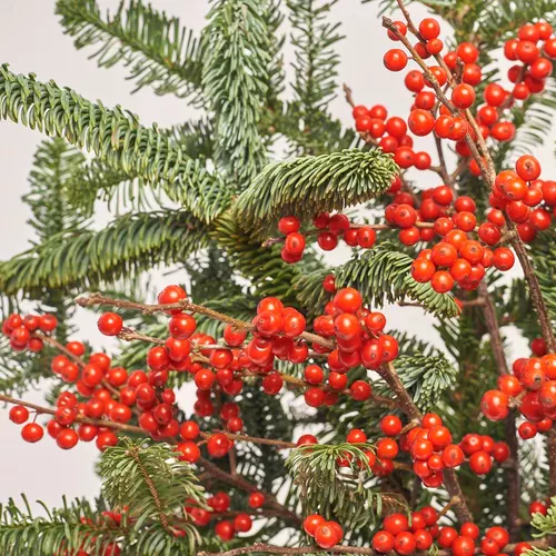Изображение товара Букет Дуо из Илекса и Нобилиса, упаковка: Крафт, артикул: 3662