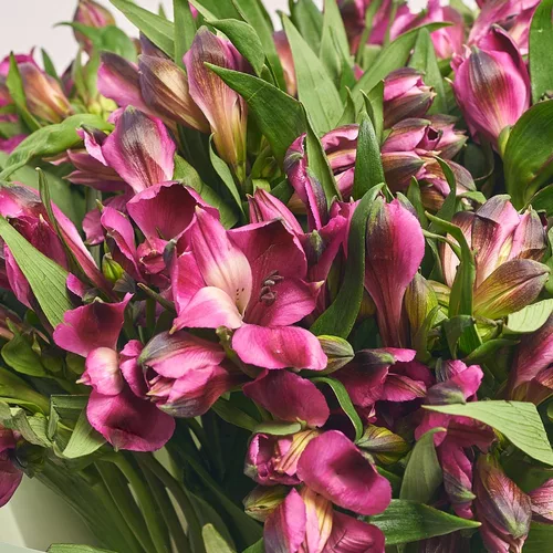 Product image Bouquet of 25 purple Alstroemerias, packaging: Gradiens tiffany, vendor code: 3664