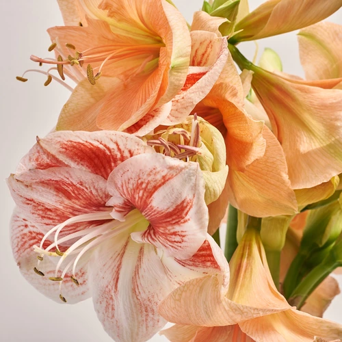 Product image Bouquet of 5 Amaryllises mix, packaging: Peach, vendor code: 3667