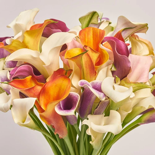 Product image Bouquet 51 gentle Callas mix, packaging: Powder, vendor code: 3668