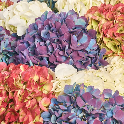 Product image Bouquet of 15 Hydrangeas Mix Bicolor, packaging: Peach, vendor code: 3666
