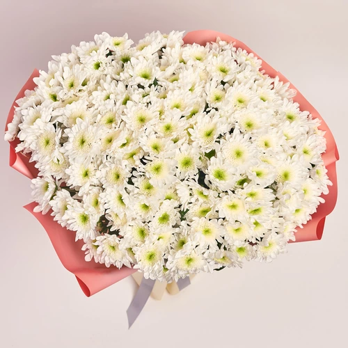 Product image Bouquet of 25 White Chrysanthemums, packaging: Gradiens pink, vendor code: 3670