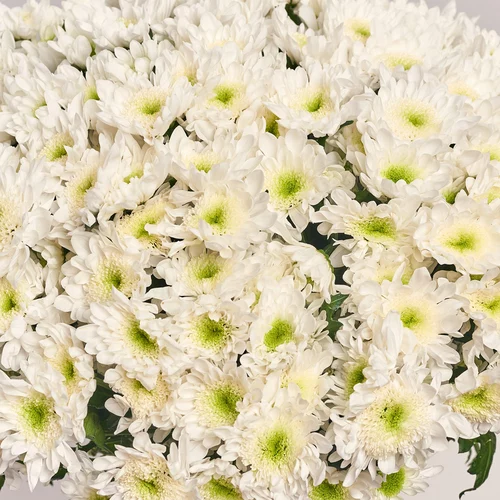 Product image Bouquet of 25 White Chrysanthemums, packaging: Gradiens pink, vendor code: 3670