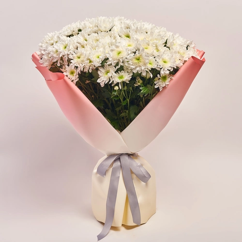 Product image Bouquet of 25 White Chrysanthemums, packaging: Gradiens pink, vendor code: 3670