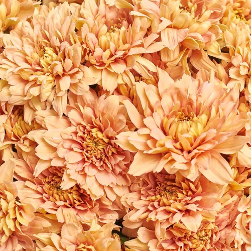 Product image Bouquet of 51 Salmon Chrysanthemums, packaging: Powder, vendor code: 3671