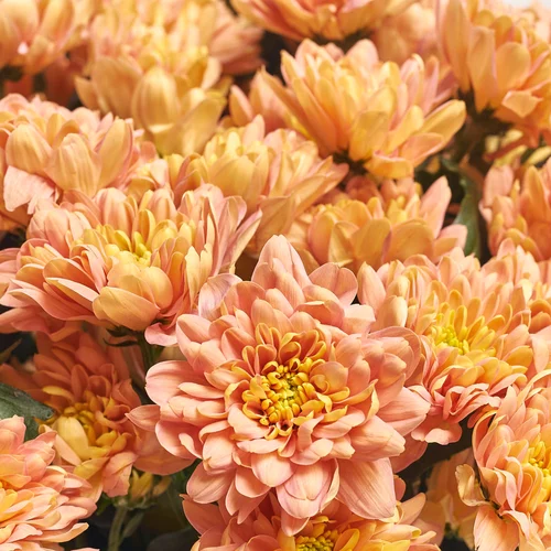 Product image Bouquet of 15 Salmon Chrysanthemums, packaging: White, vendor code: 3673