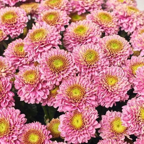 Product image Bouquet of 25 Pink Chrysanthemums Souvenir, packaging: Gray, vendor code: 3674