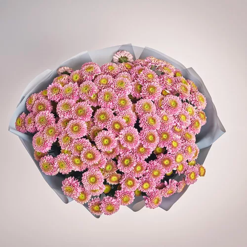 Product image Bouquet of 25 Pink Chrysanthemums Souvenir, packaging: Gray, vendor code: 3674