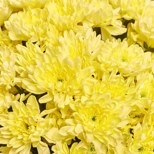 Product image Bouquet of 15 Cream Chrysanthemums, packaging: Gradiens pink, vendor code: 3676