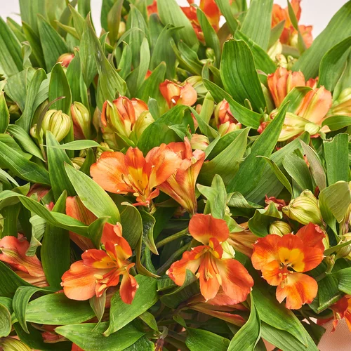 Product image Bouquet of 25 orange Alstroemerias, packaging: Kafin rose, vendor code: 3675