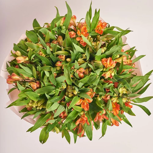 Product image Bouquet of 25 orange Alstroemerias, packaging: Kafin rose, vendor code: 3675