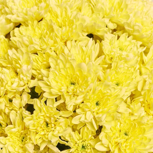 Product image Bouquet of 25 Cream Chrysanthemums, packaging: Transparent, vendor code: 3677